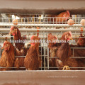 Système automatique de cages de poules / Cage de volaille Cage pour cage de poulet / cage de caille